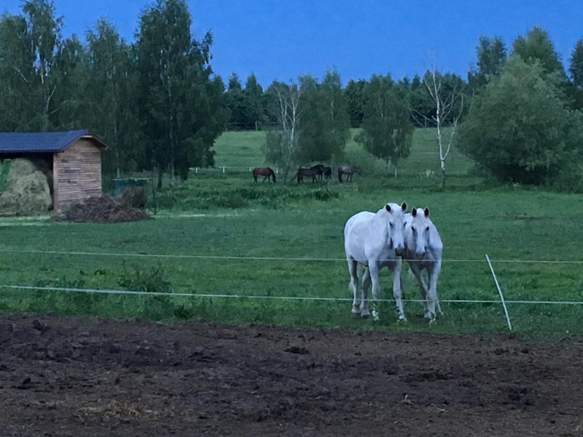 Stajnia Sarnowek Nad Jeziorem Rozany Bed & Breakfast Rozajny Wielkie Exterior foto